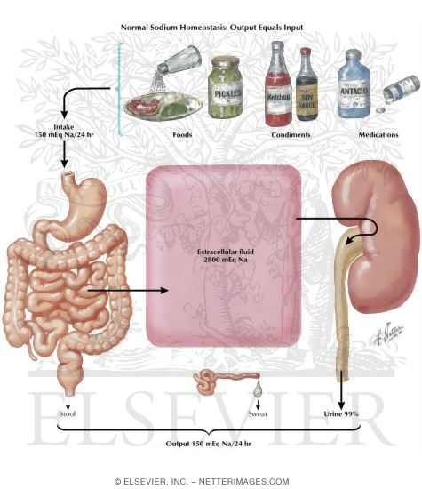 Sodium Homeostasis; Output Equals Input