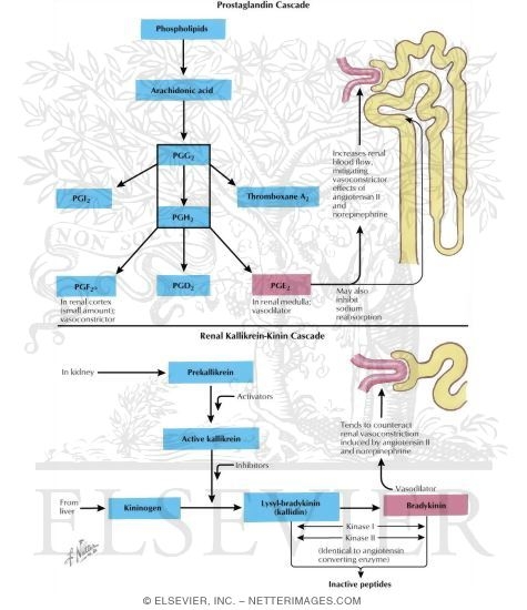 Prostaglandin Cascade