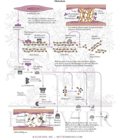 Thrombotic Disorders: Fibrinolysis