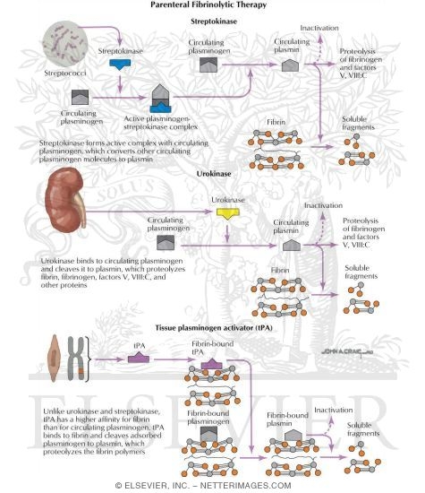 Thrombotic Disorders: Perenteral Fibrinolytic Therapy