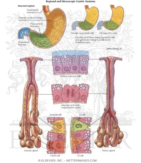 Watermarked preview of labeled image: Regional and Microscopic Anatomy