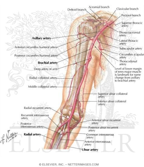 Watermarked preview of labeled image: Brachial Artery and Anastomoses Around Elbow 