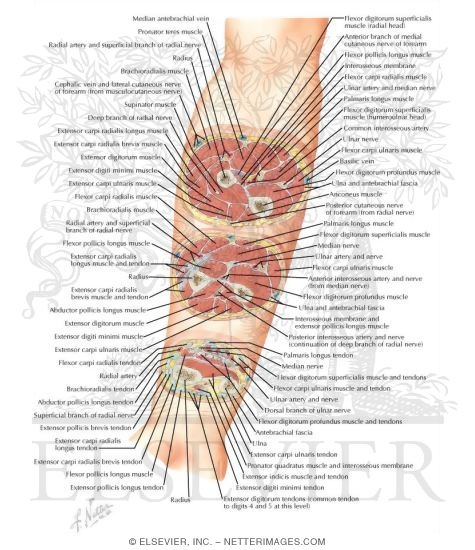 Cross-Sectional Anatomy of Right Forearm