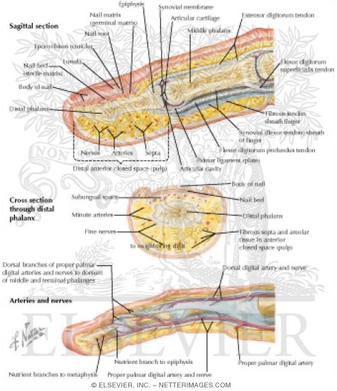 Sectional Anatomy:  Fingers