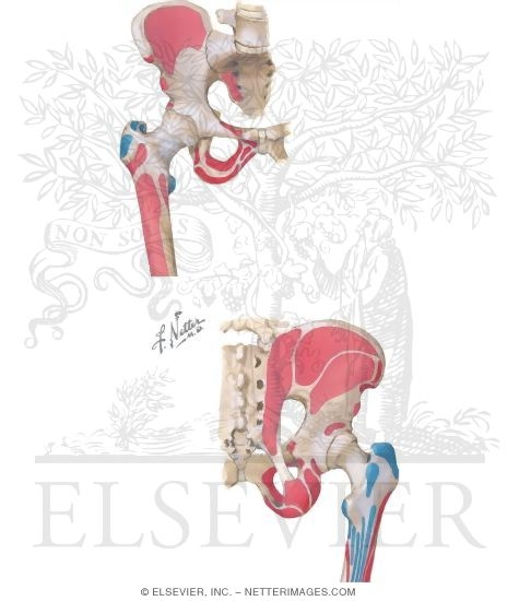 Watermarked preview of unlabeled image: Muscles of the Pelvis: Origins and Insertions