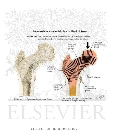 Watermarked preview of labeled image: Bone Architecture In Relation to Physical Stress