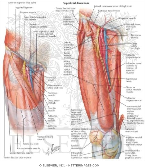 Watermarked preview of labeled image: Arteries and Nerves of Thigh: Anterior Views
Superficial Dissections