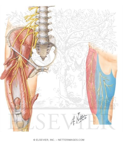 Watermarked preview of unlabeled image: Nerves of the Thigh and Hip