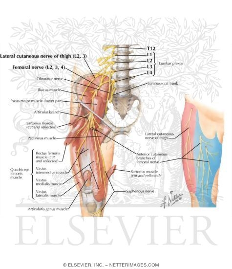 Watermarked preview of labeled image: Nerves of the Thigh and Hip