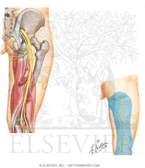 Watermarked preview of unlabeled image: Nerves of the Thigh and Hip