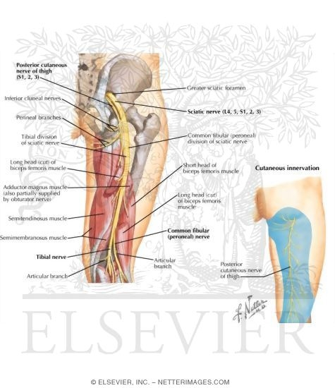 Watermarked preview of labeled image: Nerves of the Thigh and Hip