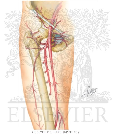 Nerves of Thigh and Hip