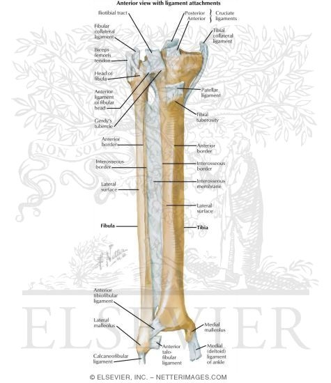 Tibia and Fibula