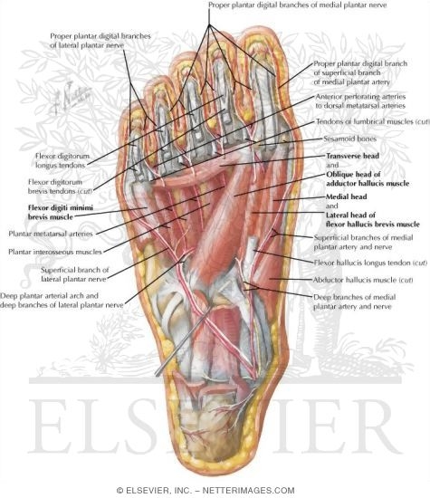 Muscles of Sole of Foot Third Layer