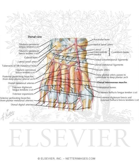Ankle and Foot: Deep Muscles and Arteries of the Foot