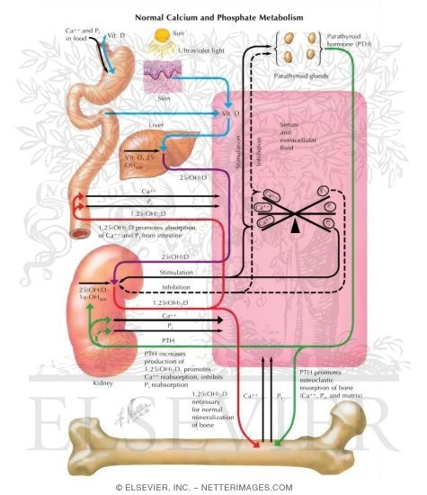 Watermarked preview of labeled image: Normal Calcium and Phosphate Metabolism