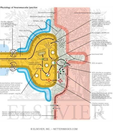 Physiology of Neuromuscular Junction
