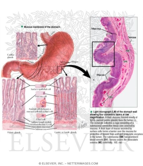 Mucous Membrane of Stomach
Structure of the Stomach