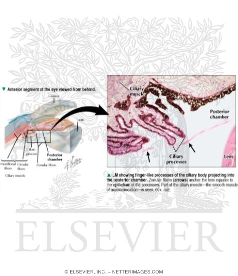 Watermarked preview of labeled image: Anterior and Posterior Chambers of Eye
Anatomy of the Anterior Chamber