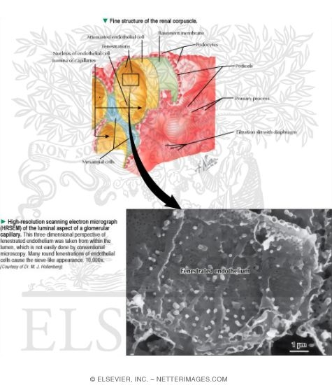 Fine Structure of Renal Corpuscle
