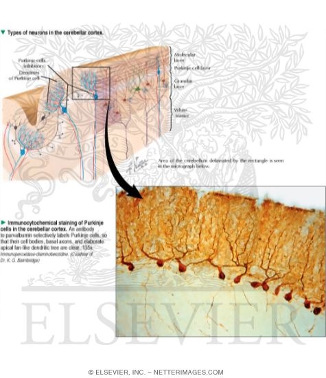 Watermarked preview of labeled image: Cerebellar Cortex