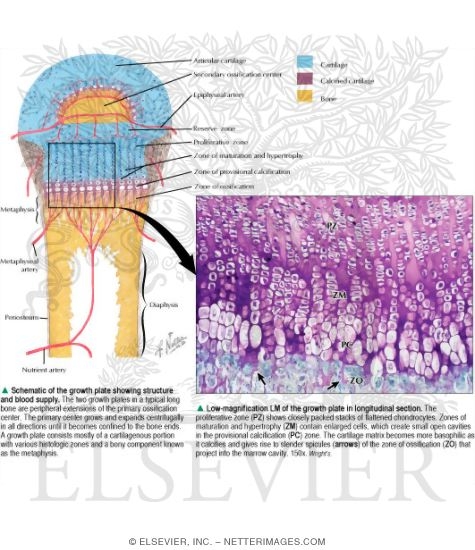 Epiphyseal Growth Plate