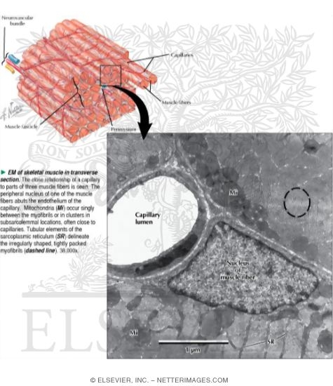 Electron Micrograph of Skeletal Muscle In Transverse Section
