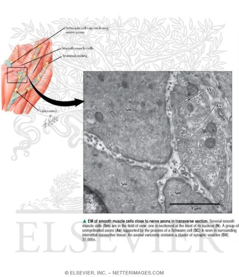 Watermarked preview of labeled image: Electron Micrograph of Smooth Muscle Cells Close to Nerve Axons In Transverse Section