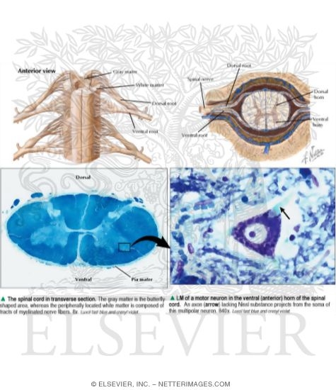 The Spinal Cord In Transverse Section With Light Micrograph of a Motor Neuron In the Ventral (Anterior) Horn of the Spinal Cord