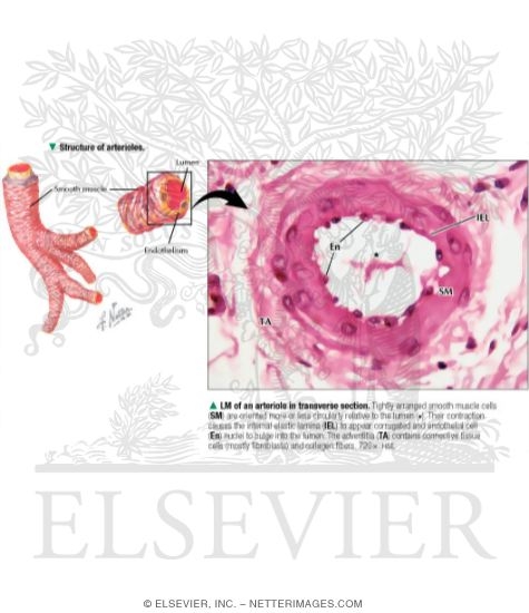 Structure of Arterioles With Light Micrograph of an Arteriole In Transverse Section