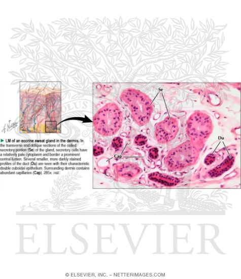 Light Micrograph of an Eccrine Sweat Gland In the Dermis