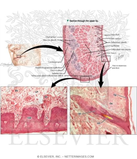 Watermarked preview of labeled image: Section Through the Upper Lip