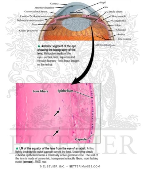 Watermarked preview of labeled image: Anterior Segment of the Eye Showing the Topography of the Lens With Light Micrograph of the Equator of the Lens From the Eye of an Adult