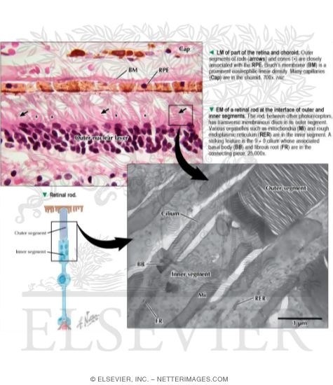 Retinal Rod With Light Micrograph of Part of the Retina and Choroid and Electron Micrograph of a Retinal Rod at the Interface of Outer and Inner Segments