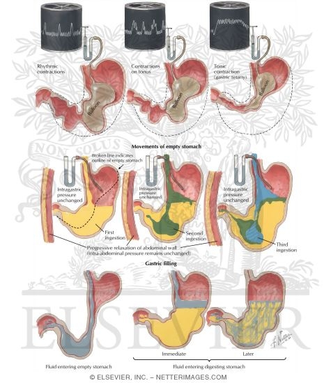 Watermarked preview of labeled image: Motility of Stomach, Empty Stomach, Filling of Stomach, Emptying of Stomach and Duodenal Motor Activity
Motility of Stomach