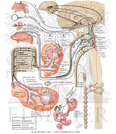 Watermarked preview of labeled image: Salivary Secretion