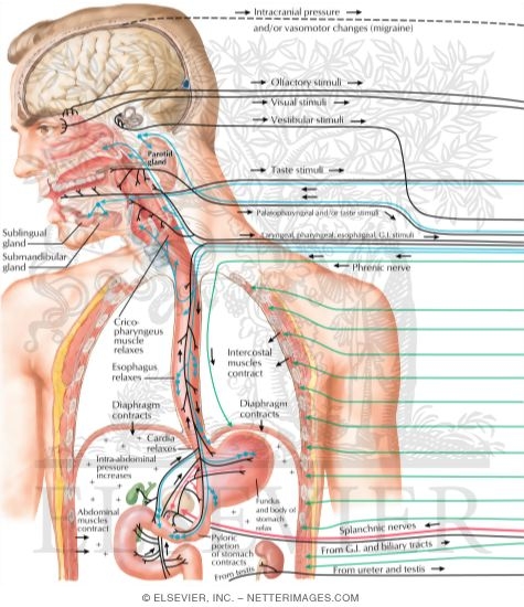 Watermarked preview of labeled image: Nausea and Vomiting