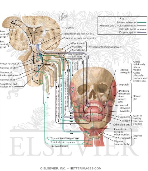 Mastication