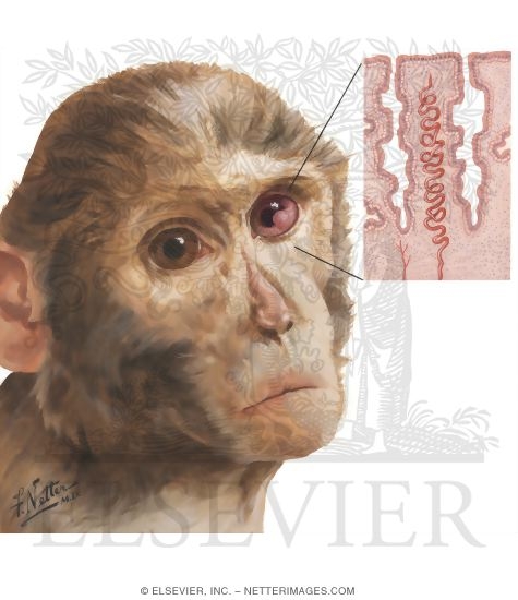 Watermarked preview of unlabeled image: Monkey