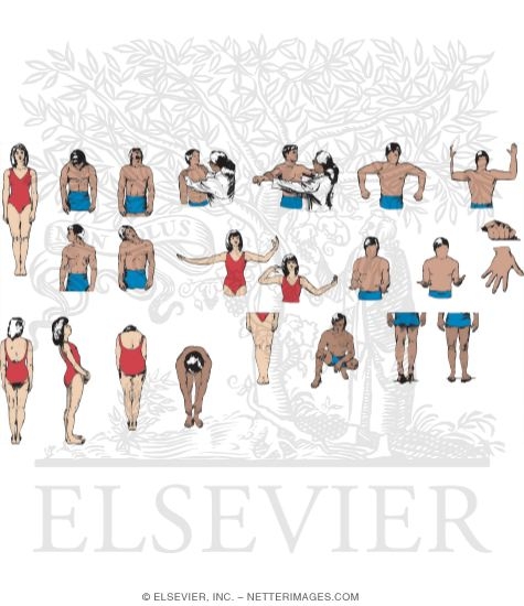 Watermarked preview of unlabeled image: General Musculoskeletal Screening Examination