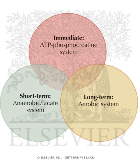 Watermarked preview of unlabeled image: Three Energy Systems