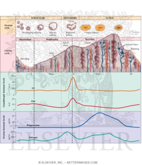Watermarked preview of labeled image: Menstrual Cycle