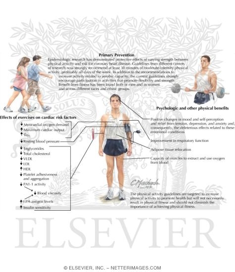 Watermarked preview of labeled image: Effects of Exercise on Cardiovascular Health