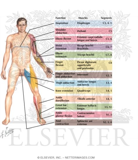 Motor Impairment Related to Level of Spinal Cord Injury