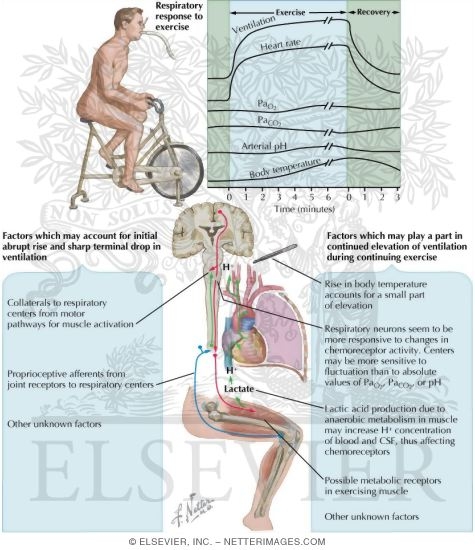 Watermarked preview of labeled image: Respiratory Response to Exercise