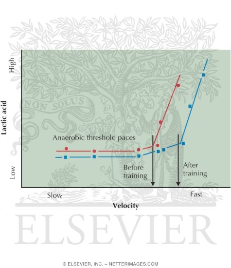 Watermarked preview of unlabeled image: Aerobic Threshold Paces