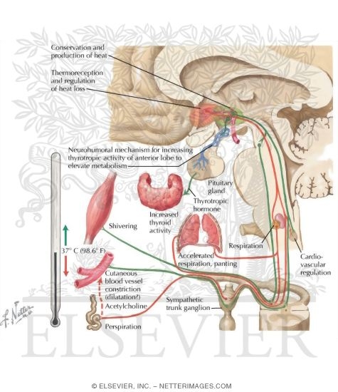Watermarked preview of labeled image: The Hypothalamus and Thermoregulation