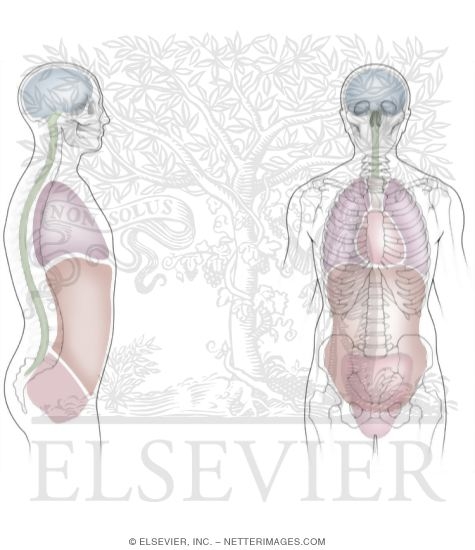 Major Body Cavities