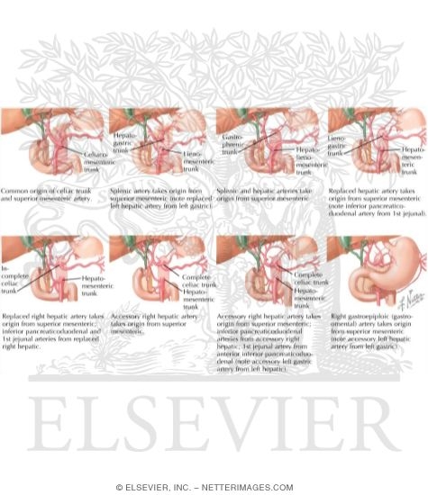 Variations In Celiac Trunk
Blood Supply of Small and Large Intestine