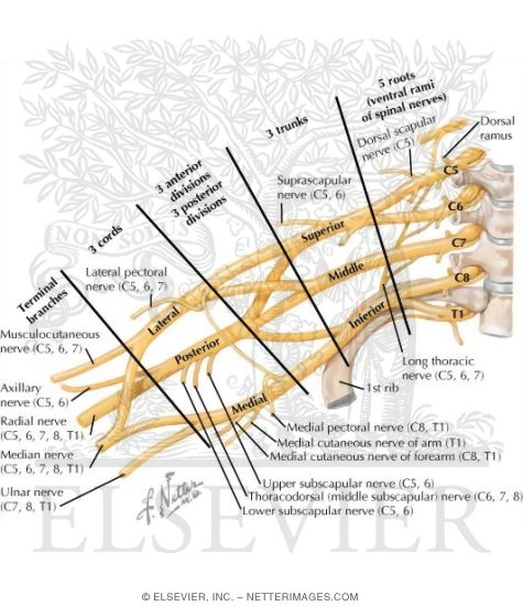 Brachial Plexus: Schema